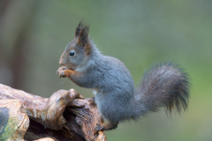 Eekhoorn-Red squirrel-Eurasische Eichhörnchen-Sciurus vulgaris-Noorwegen-Norway-Norwegen