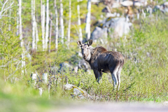 Eland-Elk-Moos-Elch-Alces-alces-young-Zweden-Sweden-Schweden