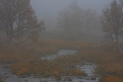 Flatruet in de mist - Flatruet in fog - Flatruet im Nebel-Zweden-Sweden-Schweden