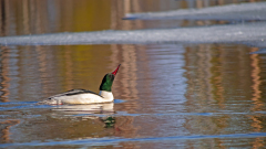 Grote zaagbek-Goosander-Gansesager-Mergus merganser-Zweden-Sweden-Schweden