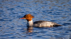 Grote zaagbek-Goosander-Gansesager-Mergus merganser-Zweden-Sweden-Schweden