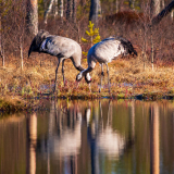 Kraanvogel-Common crane-Kranich-Grus grus-Zweden-Sweden-Schweden