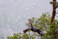 Gaai-Eurasian jay- Eichelhäher-Garrulus glandarius-Noorwegen-Norway-Norwegen