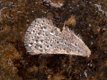 Gebroken vleugel-breken wing-Gebrochener Flügel-Zweden-Sweden-Schweden