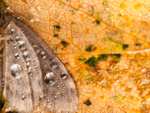 Gebroken vleugel-breken wing-Gebrochener Flügel-Zweden-Sweden-Schweden