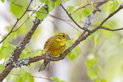 Geelgors-Yellowhammer-Goldammer-Emberiza-citrinella-Finland-Finnland
