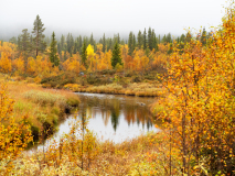 Gele Esp-Aspen-Espe-Populus tremula-Zweden-Sweden-Schweden