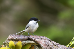 Glanskop-Marsh tit-Sumpfmeise-Parus palustris-Finland-Finnland