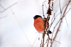 Goudvink-Eurasian bullfinch-Gimpel-Pyrrhula pyrrhula-Noorwegen-Norway-Norwegen