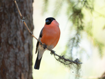 Goudvink-Bullfinch-Gimpel-Pyrrhula Europea-Zweden-Sweden-Schweden