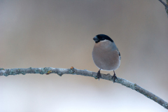 Goudvink-Eurasian bullfinch-Gimpel-Pyrrhula pyrrhula-Noorwegen-Norway-Norwegen
