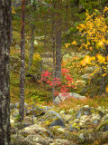 Hamra-Zweden-Sweden-Schweden
