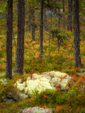 Herfstkleuren in een bos-Autumn colours in a forest-Herbstfarben in einem Wald-Zweden-Sweden-Schweden