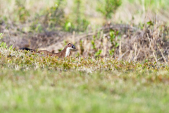 Hermelijn-Stoat-Hermelin-Mustela erminea-Finland-Finnland