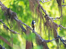 Koolmees-Great Tit-Kohlmeise-Parus major-Zweden-Sweden-Schweden