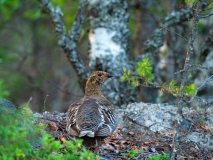 Korhoen-Black grouse-Birkhuhn-Tetrea tetrix-Zweden-Sweden-Schweden