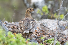 Korhoen-Black grouse-Birkhuhn-Tetrea tetrix-Zweden-Sweden-Schweden