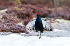 Korhoen-Black grouse-Birkhuhn-Tetrea tetrix-Zweden-Sweden-Schweden