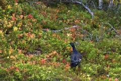 Korhoen-Black-Grouse-Birkhuhn-Tetrea-tetrix-Zweden-Sweden-Schweden-Korhoen-Black grouse-Birkhuhn-Tetrea tetrix-Zweden-Sweden-Schweden