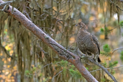 Korhoen-Black grouse-Birkhuhn-Tetrea tetrix-Zweden-Sweden-Schweden