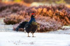Korhoen-Black grouse-Birkhuhn-Tetrea tetrix-Zweden-Sweden-Schweden
