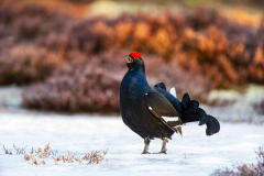Korhoen-Black grouse-Birkhuhn-Tetrea tetrix-Zweden-Sweden-Schweden