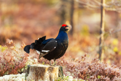 Korhoen-Black grouse-Birkhuhn-Tetrea tetrix-Zweden-Sweden-Schweden