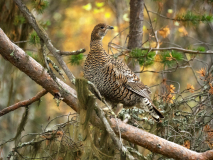 Korhoen-Black grouse-Birkhuhn-Tetrea tetrix-Zweden-Sweden-Schweden