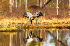 Kraanvogel-Common crane-Kranich-Grus grus-Zweden-Sweden-Schweden