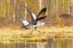 Kraanvogel-Common crane-Kranich-Grus grus-Zweden-Sweden-Schweden