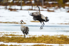 Kraanvogel-Common crane-Kranich-Grus grus-Zweden-Sweden-Schweden