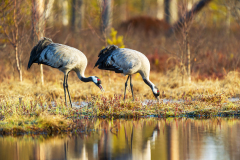 Kraanvogel-Common crane-Kranich-Grus grus-Zweden-Sweden-Schweden