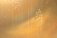 Laatste zonlicht-Last sunlight-Letztes Sonnenlicht-Finland-Finnland