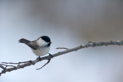 Matkop-Willow tit- Mönchsmeise-Poecile montanus-Noorwegen-Norway-Norwegen