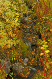 Mini beekje-Small stream-Kleines Fluss-Zweden-Sweden-Schweden