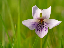 Moerasviooltje-Marsh Violet-Sumpf-Veilchen-Viola palustris-Zweden-Sweden-Schweden