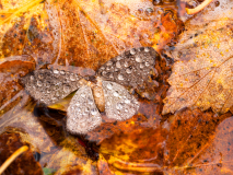 Ook dood is mooi-death is also beautiful-Auch der Tod ist schön-Zweden-Sweden-Schweden