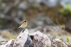Paap-Whinchat-Braunkehlchen-Saxicola-rubetra-Zweden-Sweden-Schweden