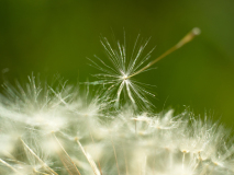 Paardenbloem-Common dandelion-Gewöhnliche Löwenzahn-Taraxacum sect-Zweden-Sweden-Schweden