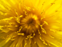 Paardenbloem-Common dandelion-Gewöhnliche Löwenzahn-Taraxacum sect-Zweden-Sweden-Schweden