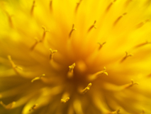 Paardenbloem-Common dandelion-Gewöhnliche Löwenzahn-Taraxacum sect-Zweden-Sweden-Schweden