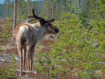 Rendier-Reindeer-Rentier-Rangifer tarandus-Zweden-Sweden-Schweden