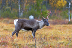 Rendier-Reindeer-Rentier-Rangifer tarandus-Zweden-Sweden-Schweden