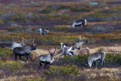 Rendier-Reindeer-Rentier-Rangifer tarandus-Zweden-Sweden-Schweden