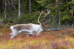 Rendier-Reindeer-Rentier-Rangifer tarandus-Zweden-Sweden-Schweden