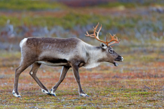 Rendier-Reindeer-Rentier-Rangifer tarandus-Zweden-Sweden-Schweden