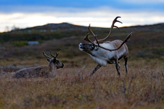 Rendier-Reindeer-Rentier-Rangifer tarandus-Zweden-Sweden-Schweden