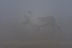 Rendier-Reindeer-Rentier-Rangifer tarandus-Zweden-Sweden-Schweden