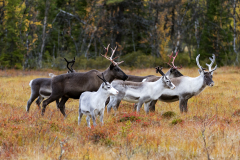 Rendier-Reindeer-Rentier-Rangifer tarandus-Zweden-Sweden-Schweden