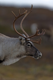 Rendier-Reindeer-Rentier-Rangifer tarandus-Zweden-Sweden-Schweden